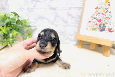 販売中の岐阜県のミニチュアダックスフンド(ロングヘアード)-394305の4枚目