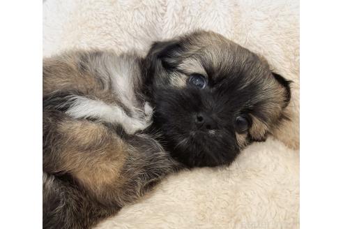 販売中の福岡県のミックス犬-387534の17枚目