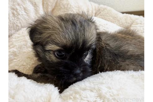 販売中の福岡県のミックス犬-387534の16枚目