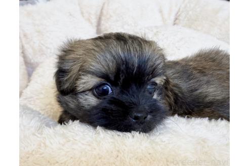 販売中の福岡県のミックス犬-387534の15枚目