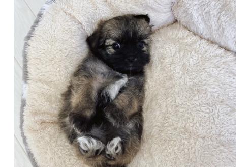 販売中の福岡県のミックス犬-387534の14枚目