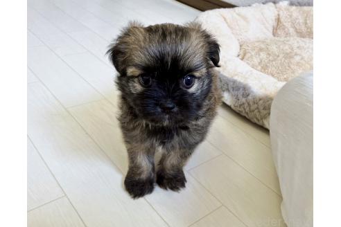 販売中の福岡県のミックス犬-387534の13枚目