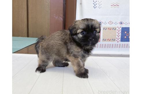 販売中の福岡県のミックス犬-387534の12枚目