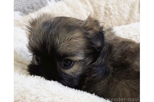 販売中の福岡県のミックス犬-387534の11枚目