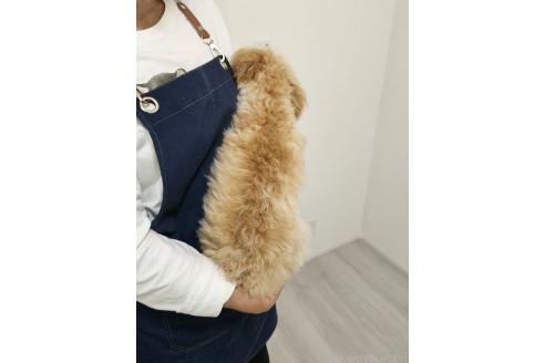 商談中の和歌山県のトイプードル-364644の2枚目