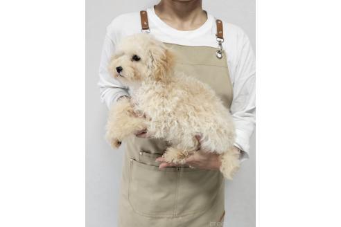 販売中の和歌山県のタイニープードル-364645の4枚目