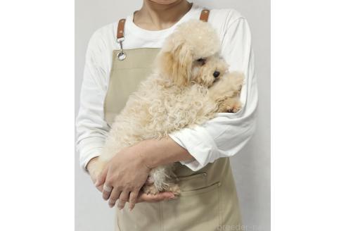 販売中の和歌山県のタイニープードル-364645の3枚目