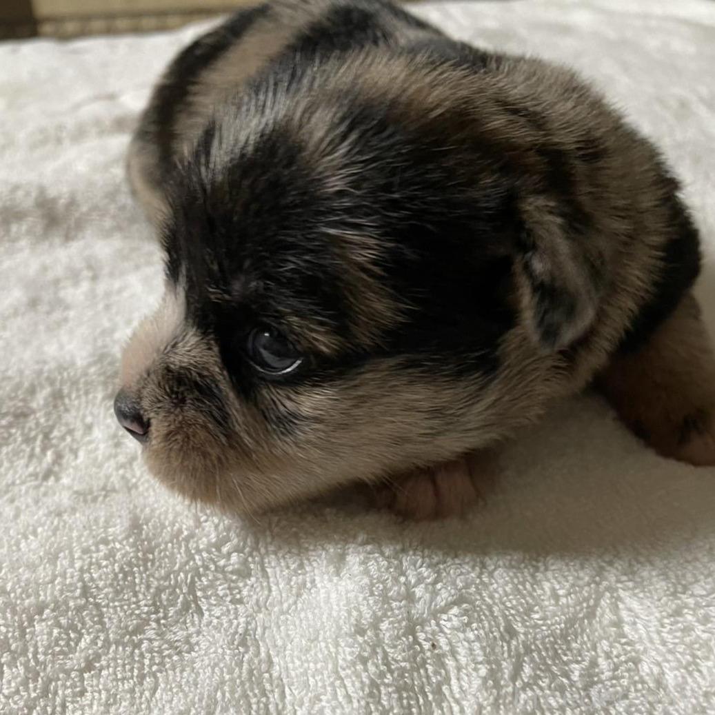 販売中の埼玉県のミックス犬-394315の1枚目