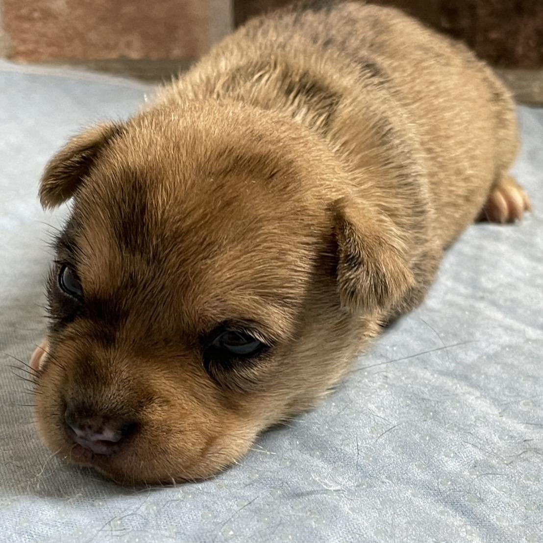 販売中の埼玉県のミックス犬-394317の3枚目