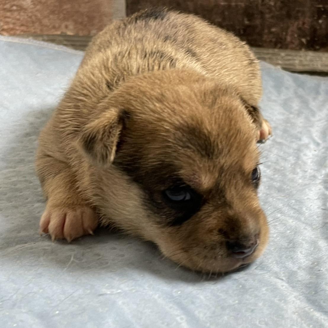 販売中の埼玉県のミックス犬-394317の2枚目