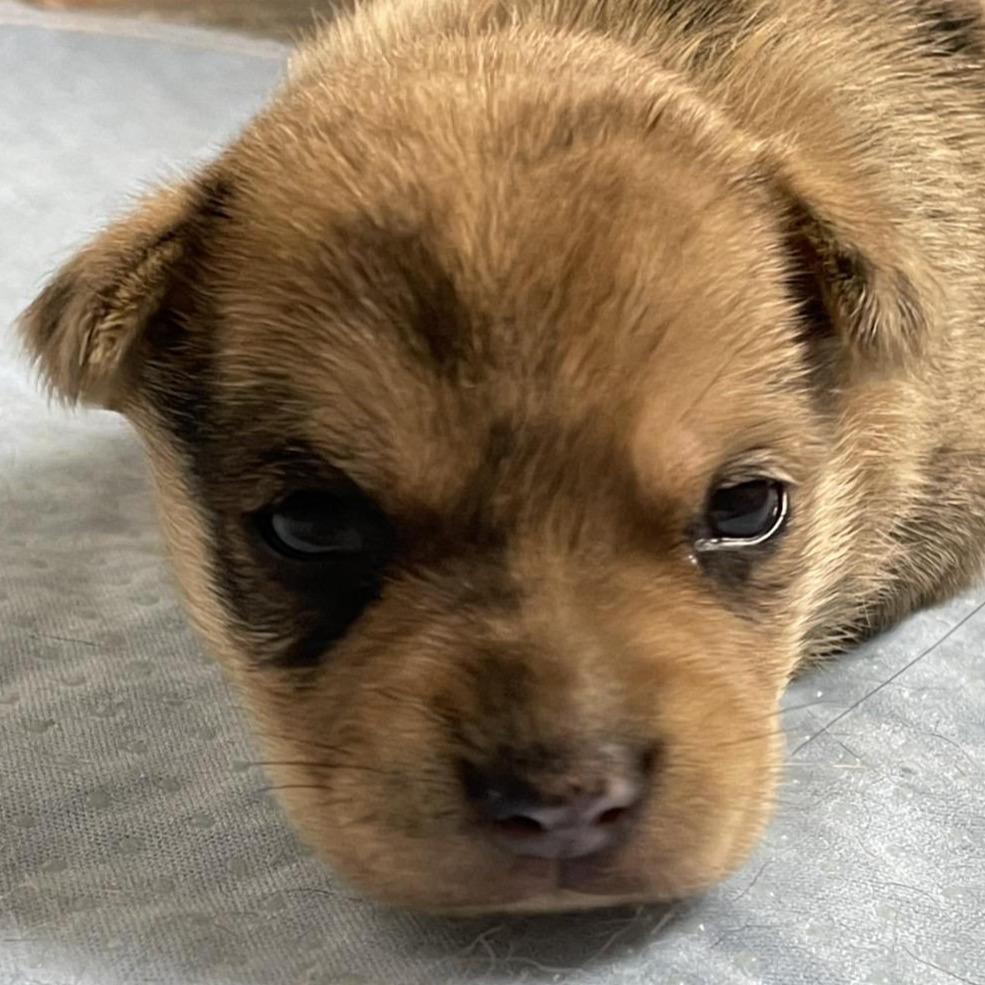 販売中の埼玉県のミックス犬-394317の1枚目
