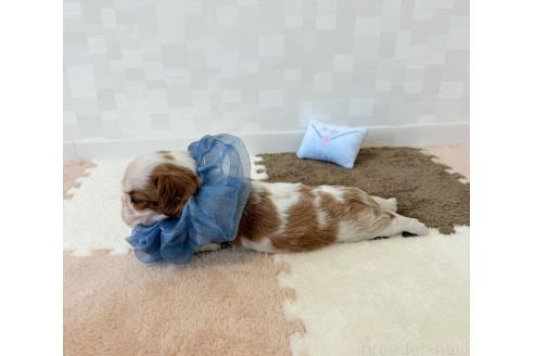 成約済の埼玉県のキャバリアキングチャールズスパニエル-392926の3枚目