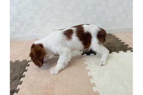販売中の埼玉県のキャバリアキングチャールズスパニエル-394318の4枚目