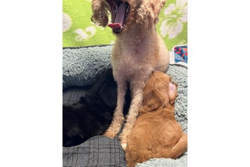 販売中の埼玉県のミックス犬-386389の5枚目