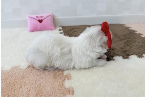 販売中の埼玉県のマルチーズ-394319の5枚目