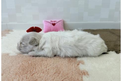 販売中の埼玉県のマルチーズ-394319の3枚目