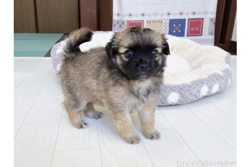 販売中の福岡県のミックス犬-387533の16枚目