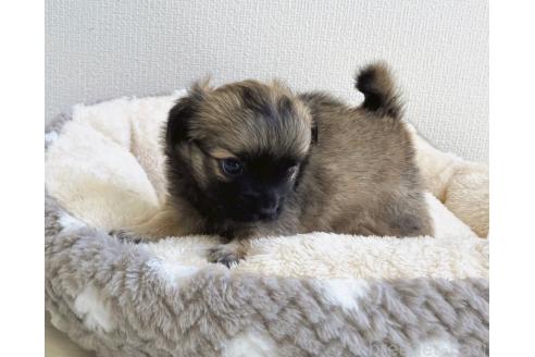 販売中の福岡県のミックス犬-387533の15枚目