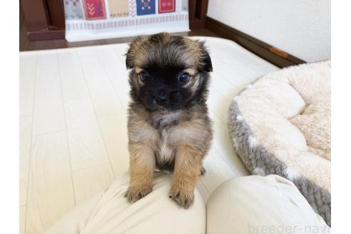 販売中の福岡県のミックス犬-387533の14枚目