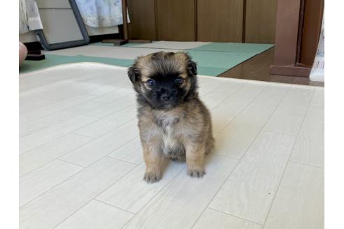 販売中の福岡県のミックス犬-387533の12枚目
