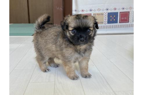 販売中の福岡県のミックス犬-387533の11枚目