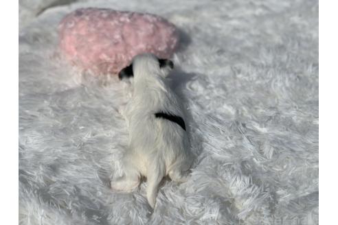 販売中の大分県のビューワーテリア-394322の6枚目