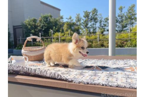 販売中の千葉県のウェルシュコーギーペンブローク-394340の6枚目