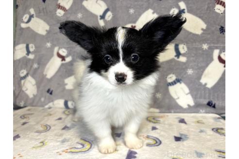 販売中の千葉県のミックス犬-394337の1枚目