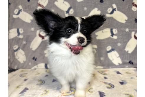 販売中の千葉県のミックス犬-394337の3枚目