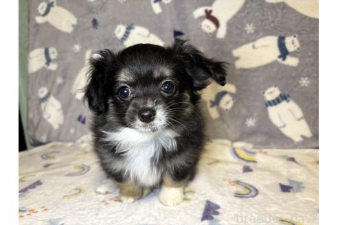販売中の千葉県のミックス犬-394341の4枚目