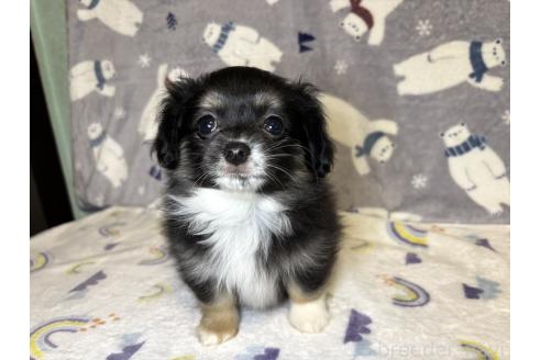 販売中の千葉県のミックス犬-394341の3枚目