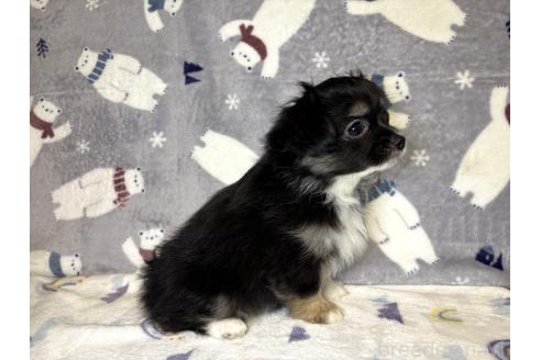 販売中の千葉県のミックス犬-394341の2枚目