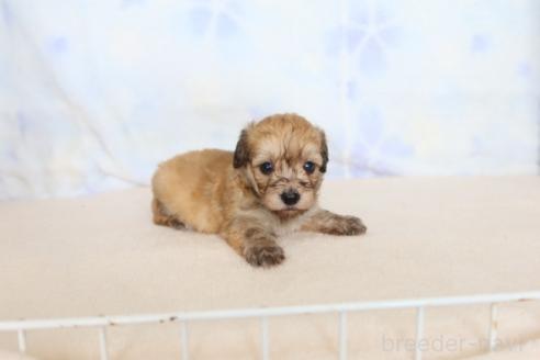販売中の熊本県のマルックス:マルチーズ×ミニチュアダックスフンド-394343の2枚目