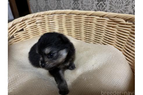 成約済の千葉県のポメラニアン-390885の9枚目