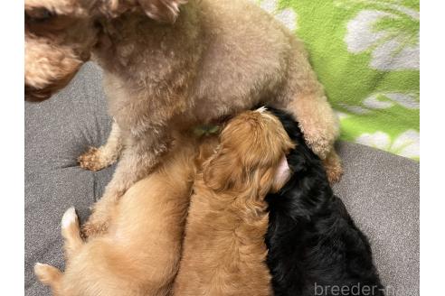 販売中の埼玉県のミックス犬-386383の2枚目