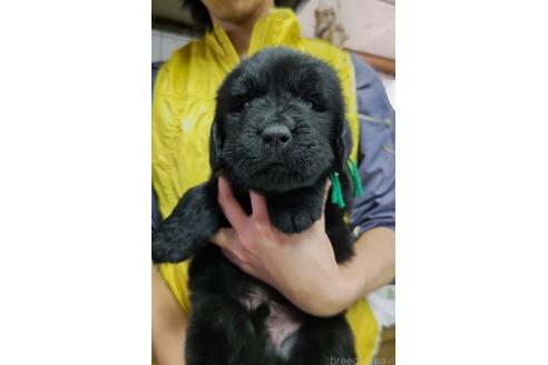 販売中の岡山県のニューファンドランド-394356の7枚目