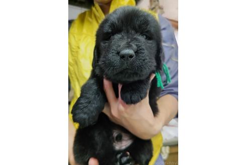 販売中の岡山県のニューファンドランド-394356の4枚目
