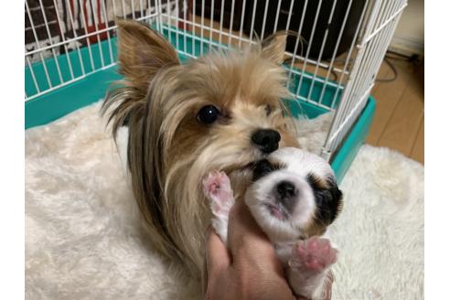 チェルシーちゃん1枚目