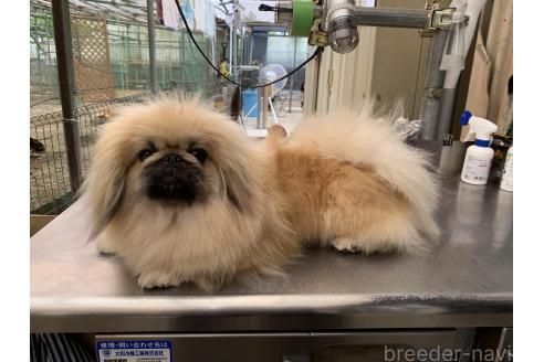ラムちゃん1枚目