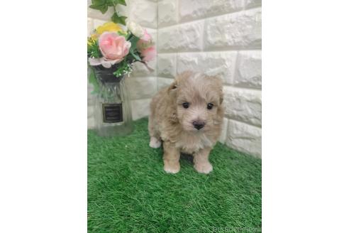 成約済の岡山県のマルプー:マルチーズ×トイプードル-394357の11枚目