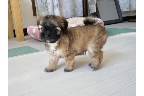販売中の福岡県のミックス犬-387535の13枚目