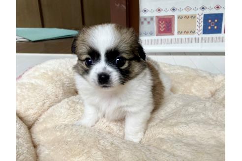 商談中の福岡県のミックス犬-387529