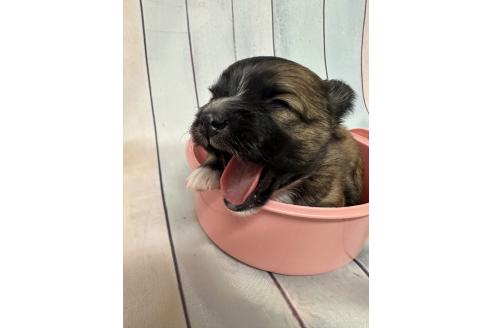 販売中の福岡県のミックス犬-394374の1枚目