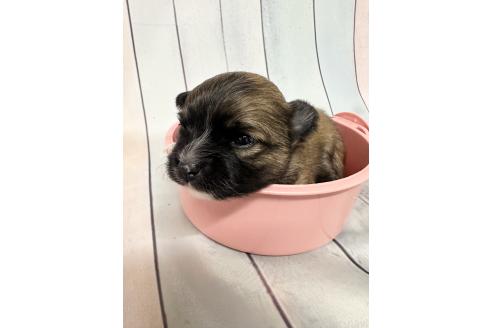 販売中の福岡県のミックス犬-394374の4枚目