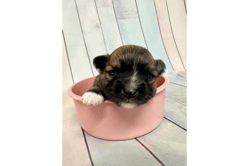 販売中の福岡県のミックス犬-394374の3枚目