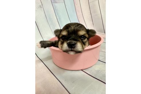 販売中の福岡県のミックス犬-394375