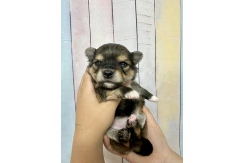 販売中の福岡県のミックス犬-394375の3枚目