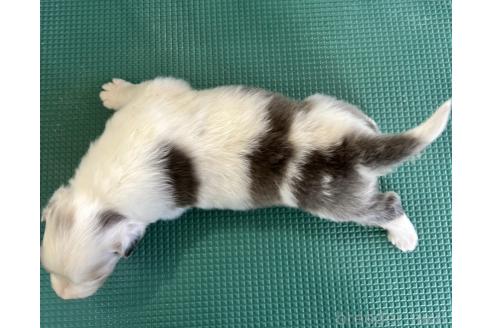 成約済の山梨県のオーストラリアンシェパード-391162の7枚目