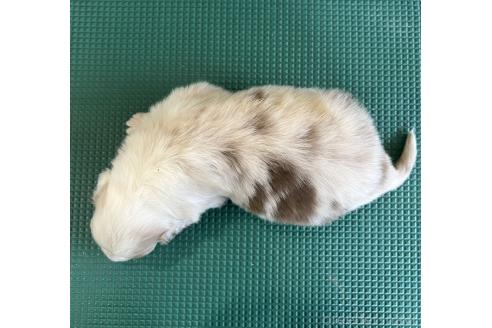 成約済の山梨県のオーストラリアンシェパード-391161の2枚目