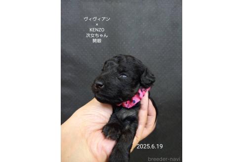 販売中の大阪府のタイニープードル-391717の4枚目
